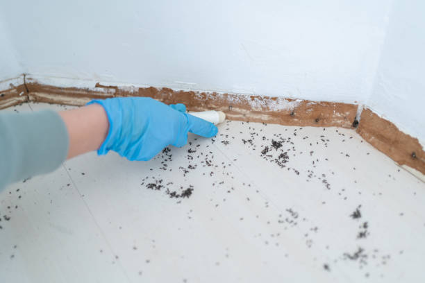 Best Pest Control Near Me  in Walkersville, MD